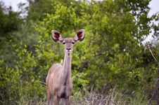 Female Kudu Stock Images