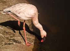 Flamingo Taking A Drink Stock Photos