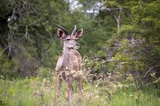 Young Male Kudu Royalty Free Stock Photography