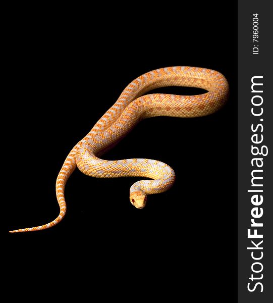 Albino San Diego Gopher Snake (Pituophis melanoleucus annectens) isolated on black background.