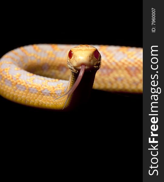 Albino San Diego Gopher Snake (Pituophis melanoleucus annectens) isolated on black background.