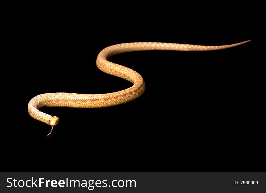 Albino San Diego Gopher Snake