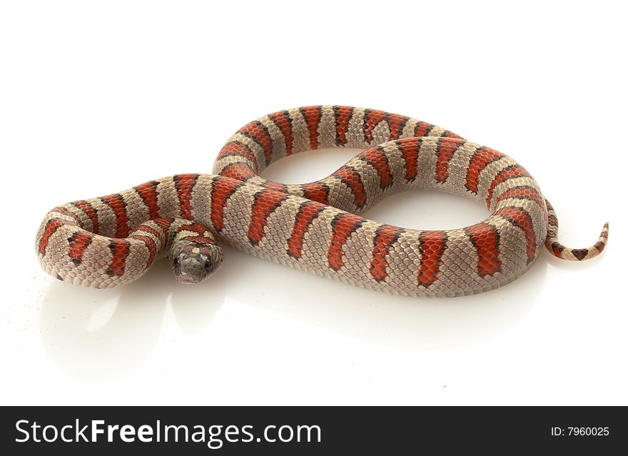 Durango Mountain Kingsnake (Lampropeltis mexicana greeri) isolated on white background.