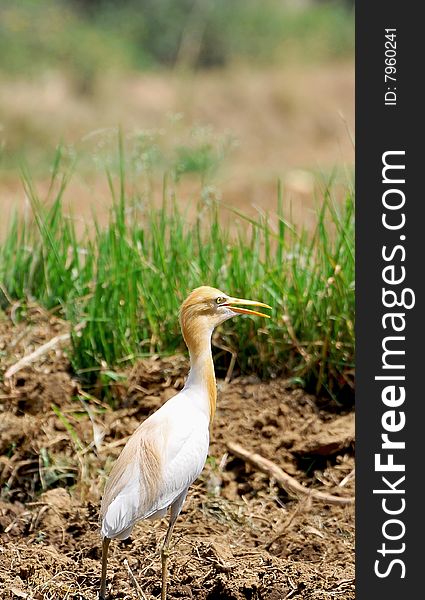 White cattle egret in wild.