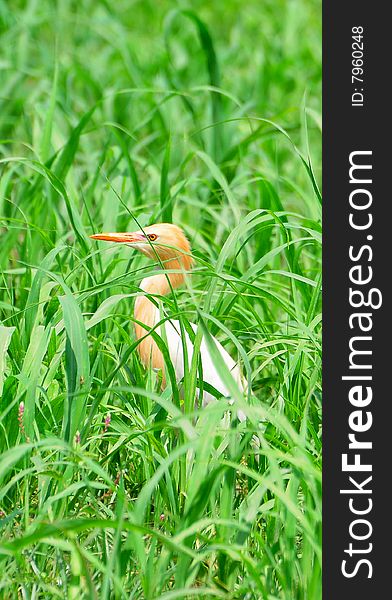 White cattle egret in green grass.