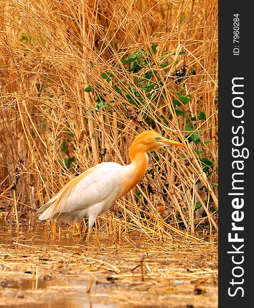 White cattle egret looking great in wild.