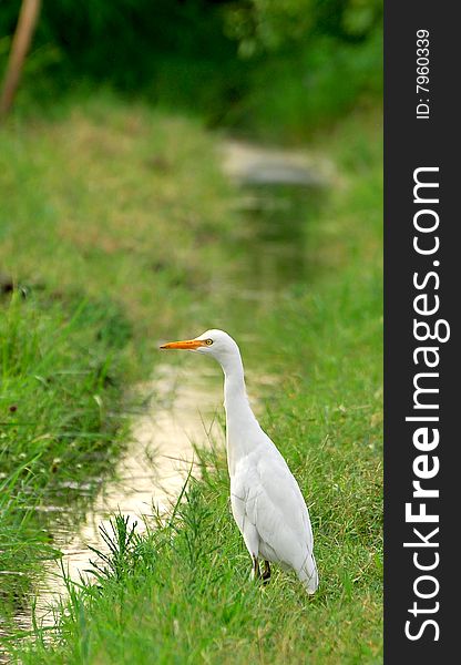 White cattle egret in green grass.