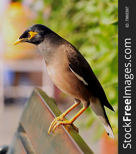 Myna sitting on the wooden bench.