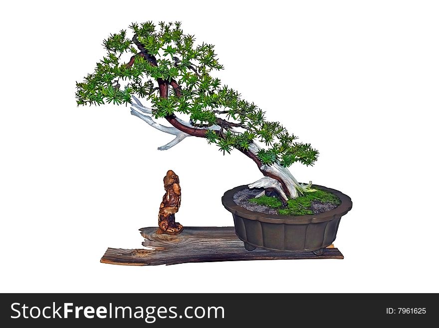 The composition of bonsai with a wooden figure. The composition of bonsai with a wooden figure