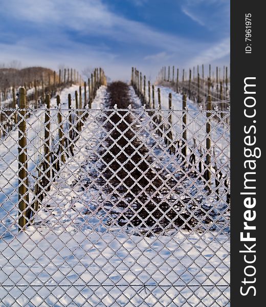 Vineyard in winter 2