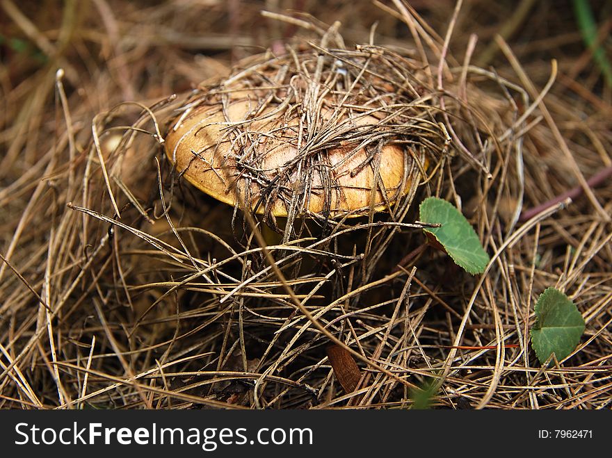 Brown mushroom under a tree in the forest