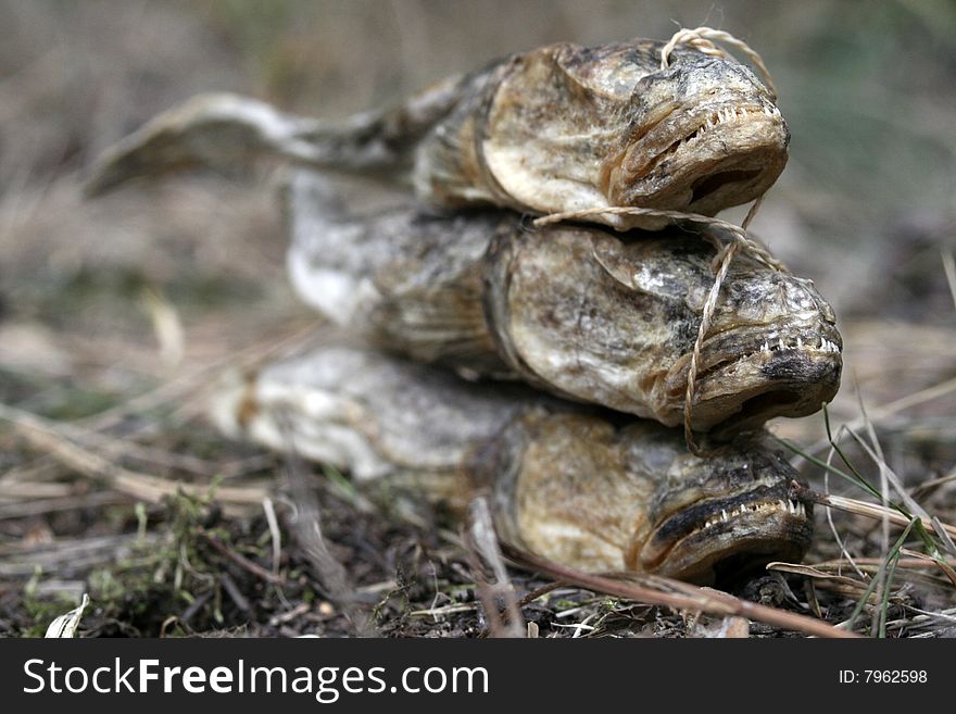 Dry salt fish tieed together by rope. Dry salt fish tieed together by rope