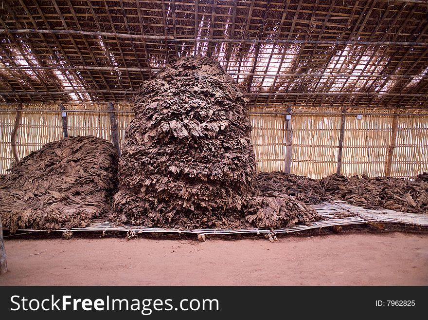 Heaps of Dry Tobacco leaves in a warehouse in Africa