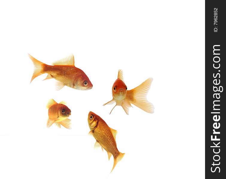 Collection of goldfish on white background. Collection of goldfish on white background