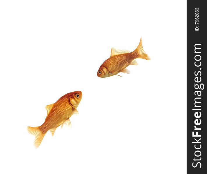 Two goldfish swimming on white background