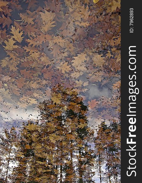 Autumn leaves in water with tree reflexion. Autumn leaves in water with tree reflexion.