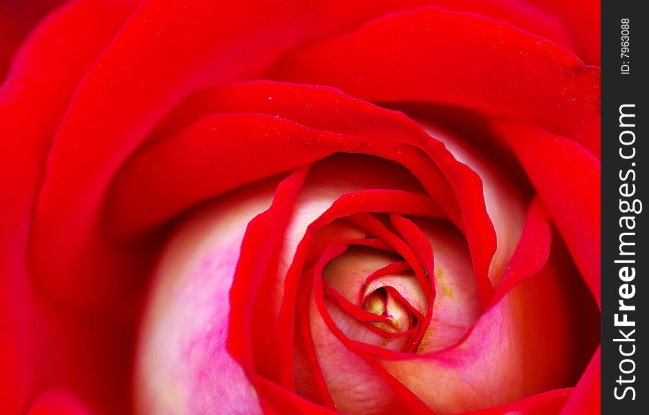 A close-up of a red rose