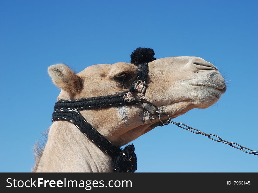 Head of camel on a background blue sky, Africa