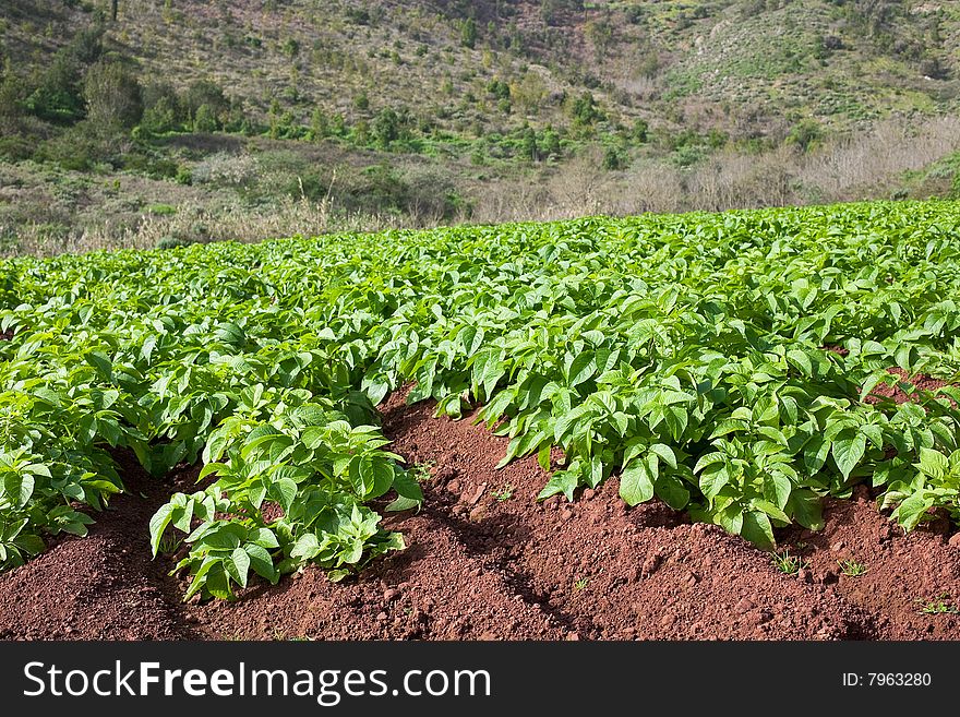 Potato field with young potato plants on sunny day.