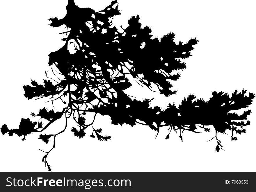 Illustration with pine tree branch silhouette isolated on white