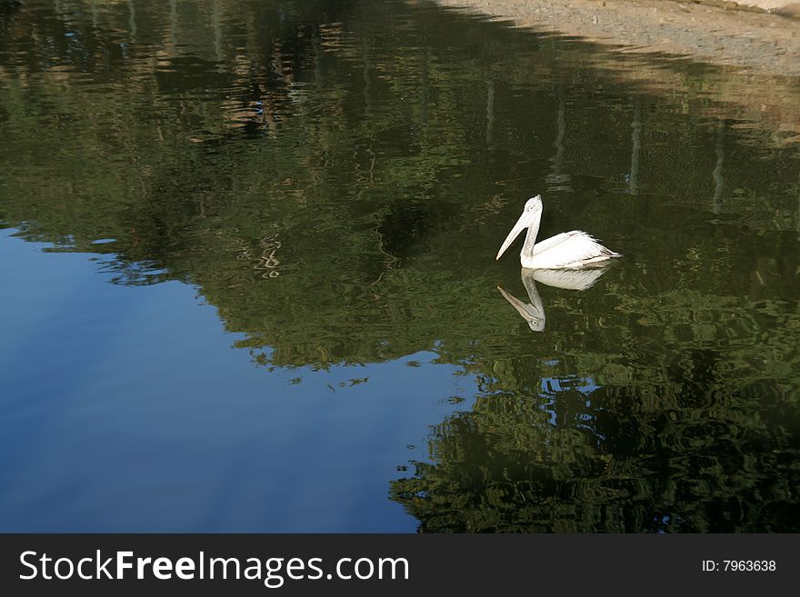 White pelican in the middle of reflection of green foliage and blue sky. White pelican in the middle of reflection of green foliage and blue sky