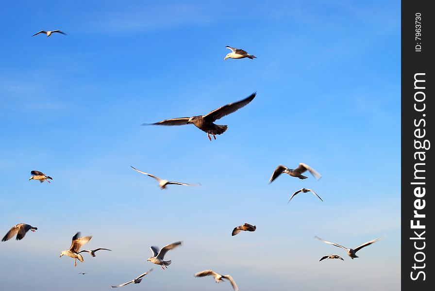 Flock of seagulls hovering in blue sky