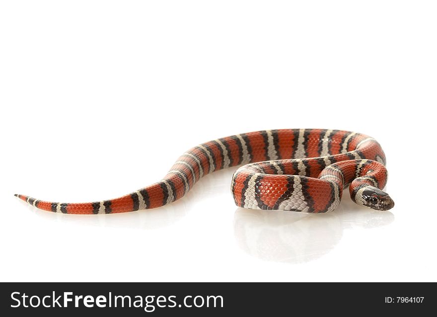 Ruthven�s Kingsnake (Ruthenia Kingsnake ) isolated on white background.