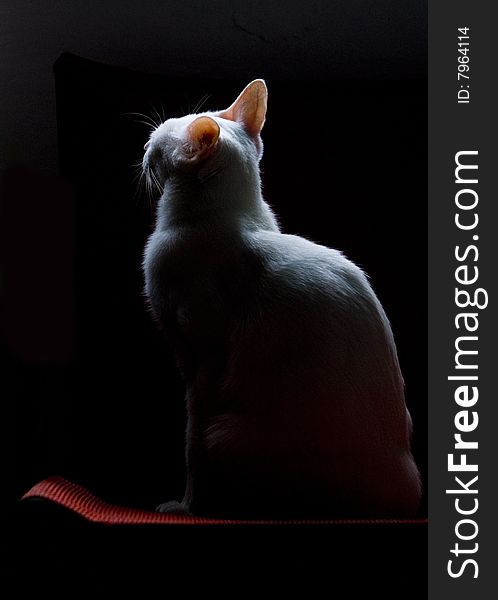 A cat sitting on red chair. A cat sitting on red chair