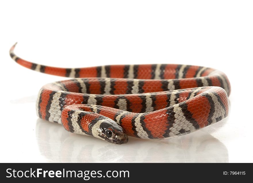 Ruthvenï¿½s Kingsnake (Ruthenia Kingsnake ) isolated on white background.