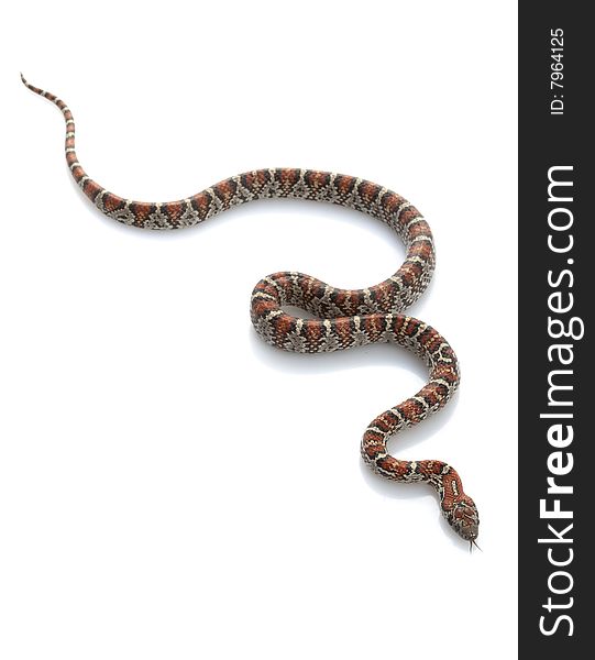 San Louis Petos Kingsnake (Lampropeltis m. Mexicana) isolated on white background.