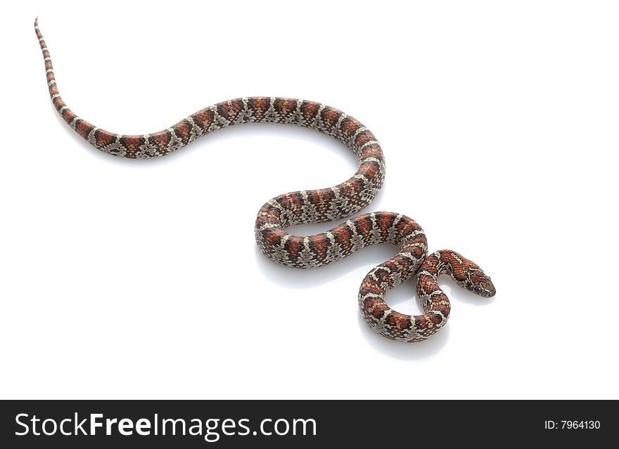 San Louis Petos Kingsnake (Lampropeltis m. Mexicana) isolated on white background.