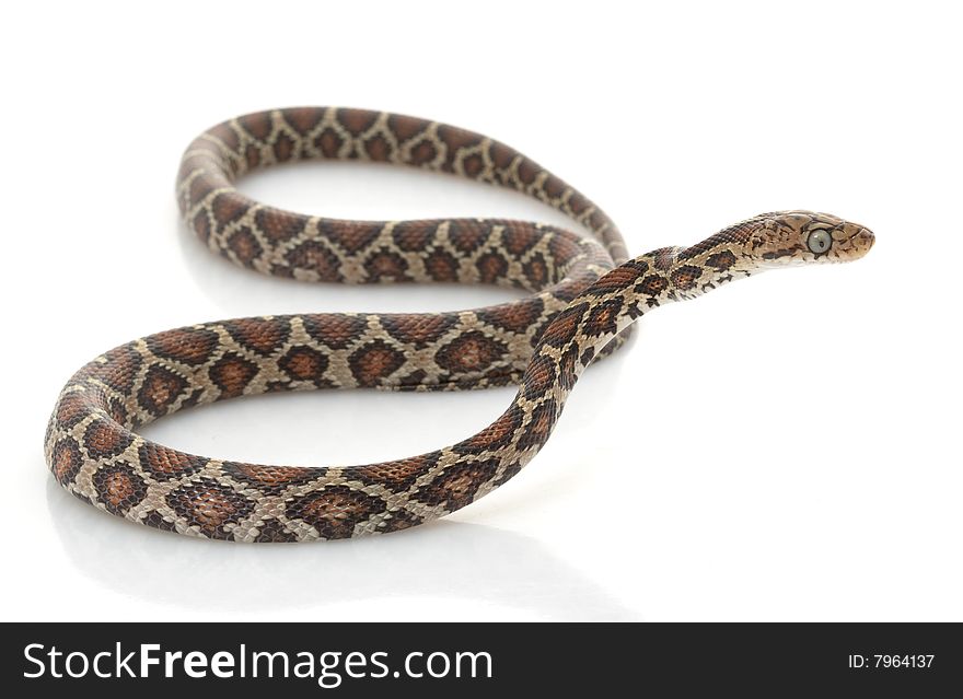Mexican Night Snake (Elaphe flavirufa) isolated on white background.