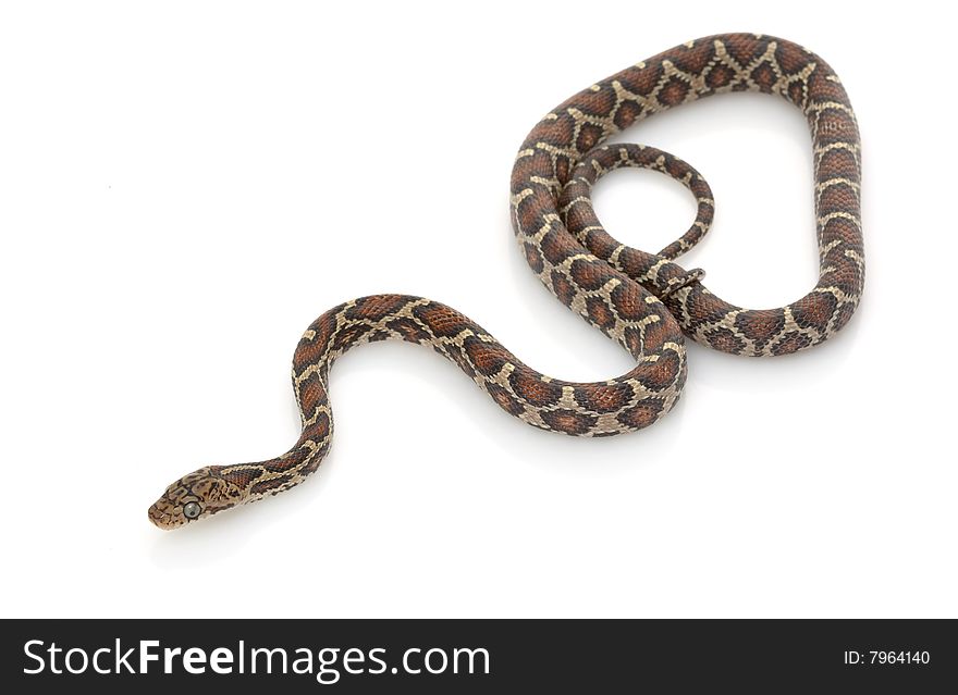 Mexican Night Snake (Elaphe flavirufa) isolated on white background.