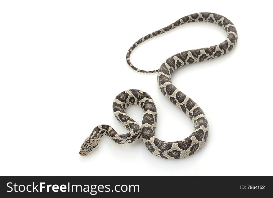 Anery Mexican Night Snake (Elaphe flavirufa) isolated on white background.