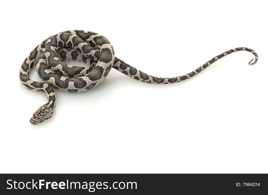 Anery Mexican Night Snake (Elaphe flavirufa) isolated on white background.