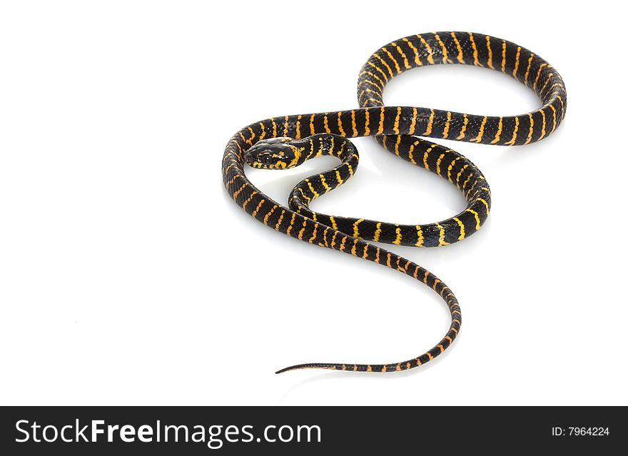 Midnight Mangrove Snake isolated on white background.