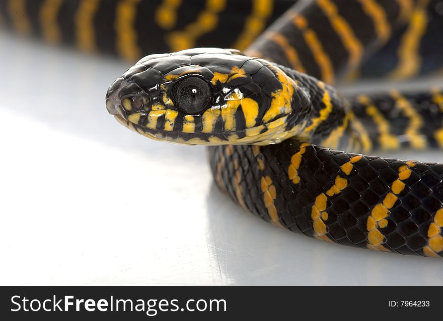 Midnight Mangrove Snake isolated on white background.