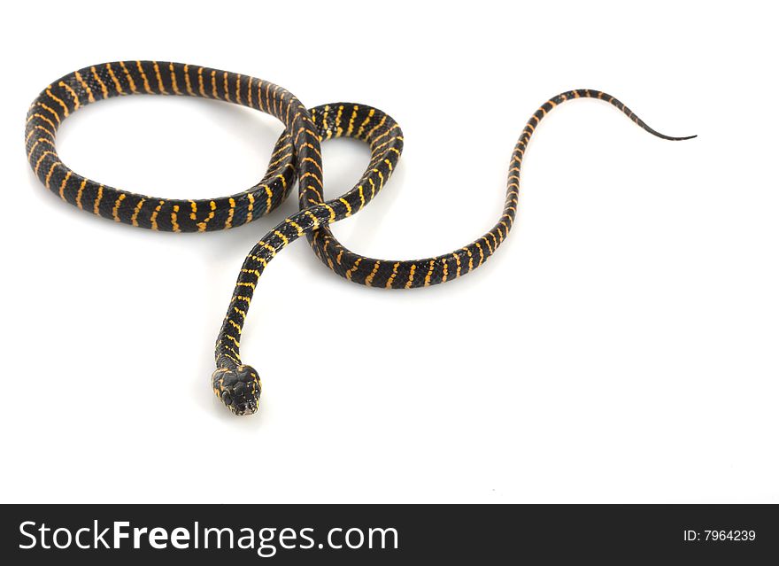 Midnight Mangrove Snake isolated on white background.