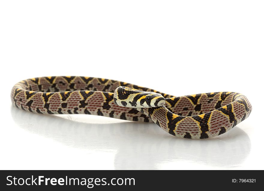 Mandarin Rat Snake