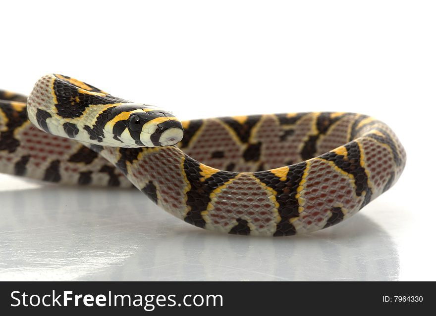 Mandarin Rat Snake (Elaphe Mandarina) isolated on white background.