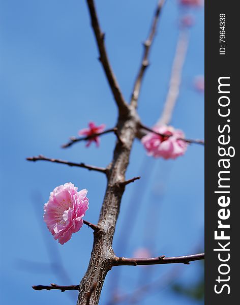First spring flowers on young plum tree branch, Japan; focus on front flower. First spring flowers on young plum tree branch, Japan; focus on front flower