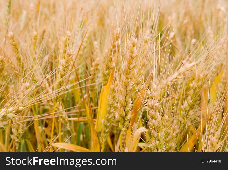 Golden wheat in the field. Golden wheat in the field