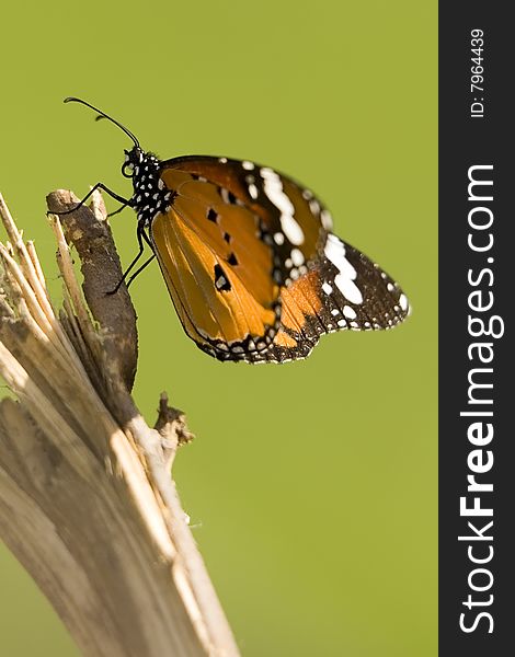 Monarch butterfly resting on a trunk