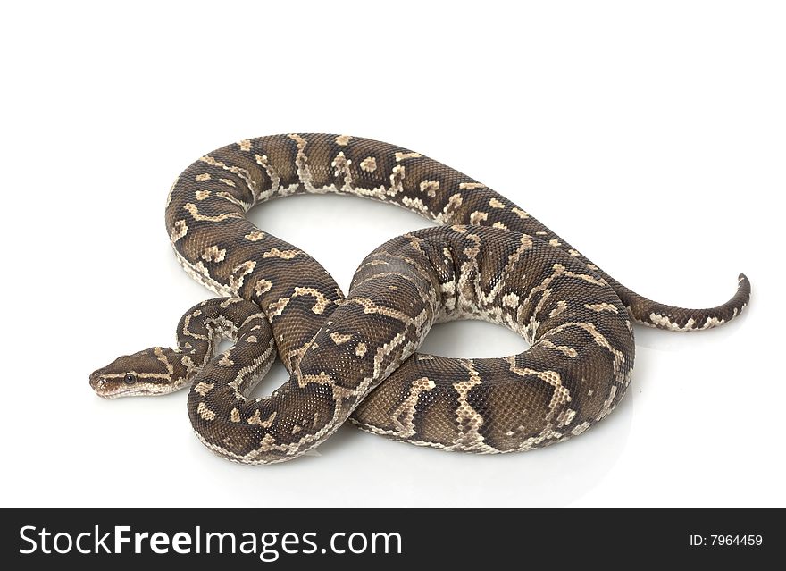 Angolan Python (Python anchietae) isolated on white background.