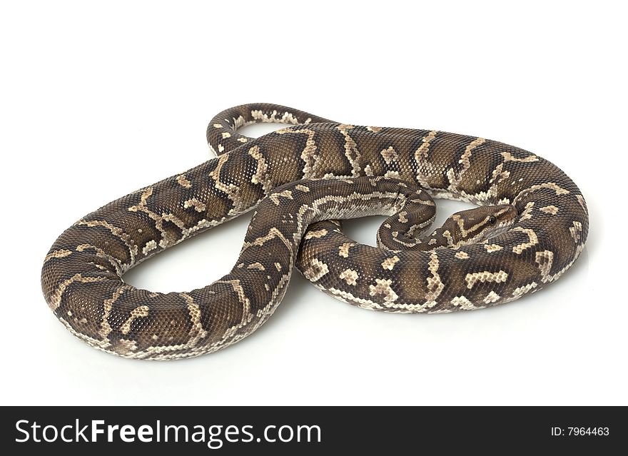 Angolan Python (Python anchietae) isolated on white background.