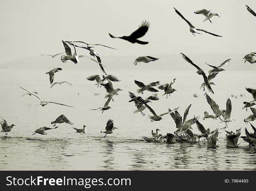 Seagulls eatingon Ganges River at Varanasi, India