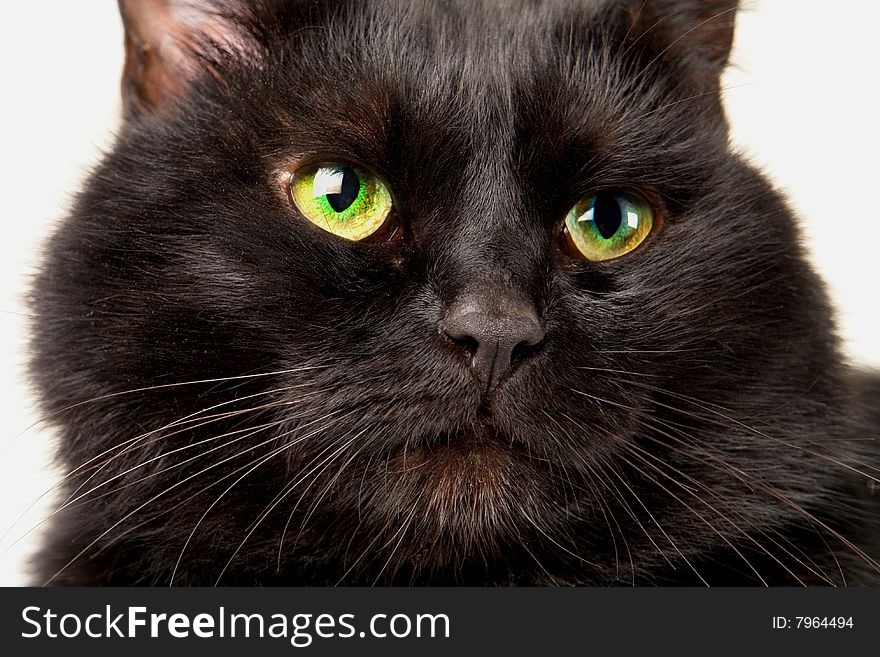 Black cat on a white background