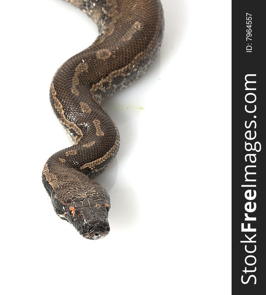 Borneo Black Blood Python (Python curtus breitensteini) isolated on white background.