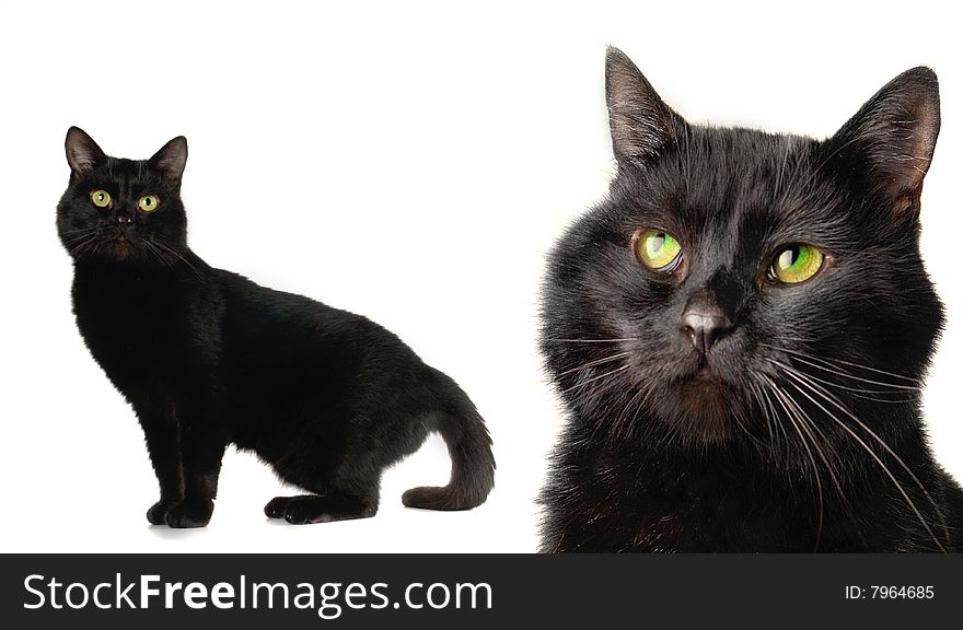 Black cat on a white background