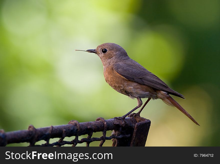 Bird - male redstart